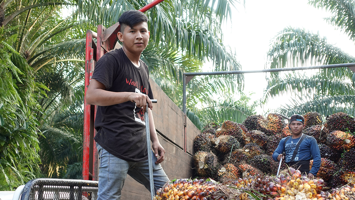 Foto de dos trabajadores de la palma aceitera en la regi&oacute;n de Ixc&aacute;n que suben la fruta a un cami&oacute;n para transportarla