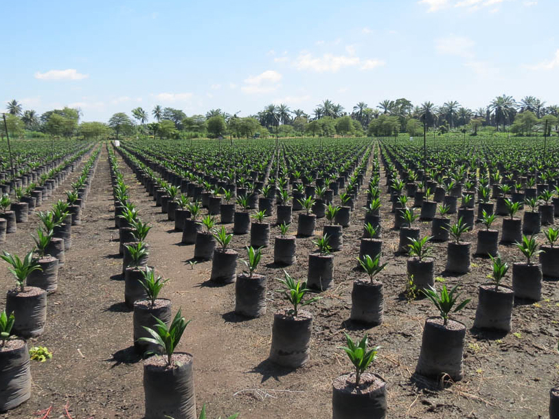 reivindiquemos-la-sostenibilidad-en-palma-solidaridad-centroamerica