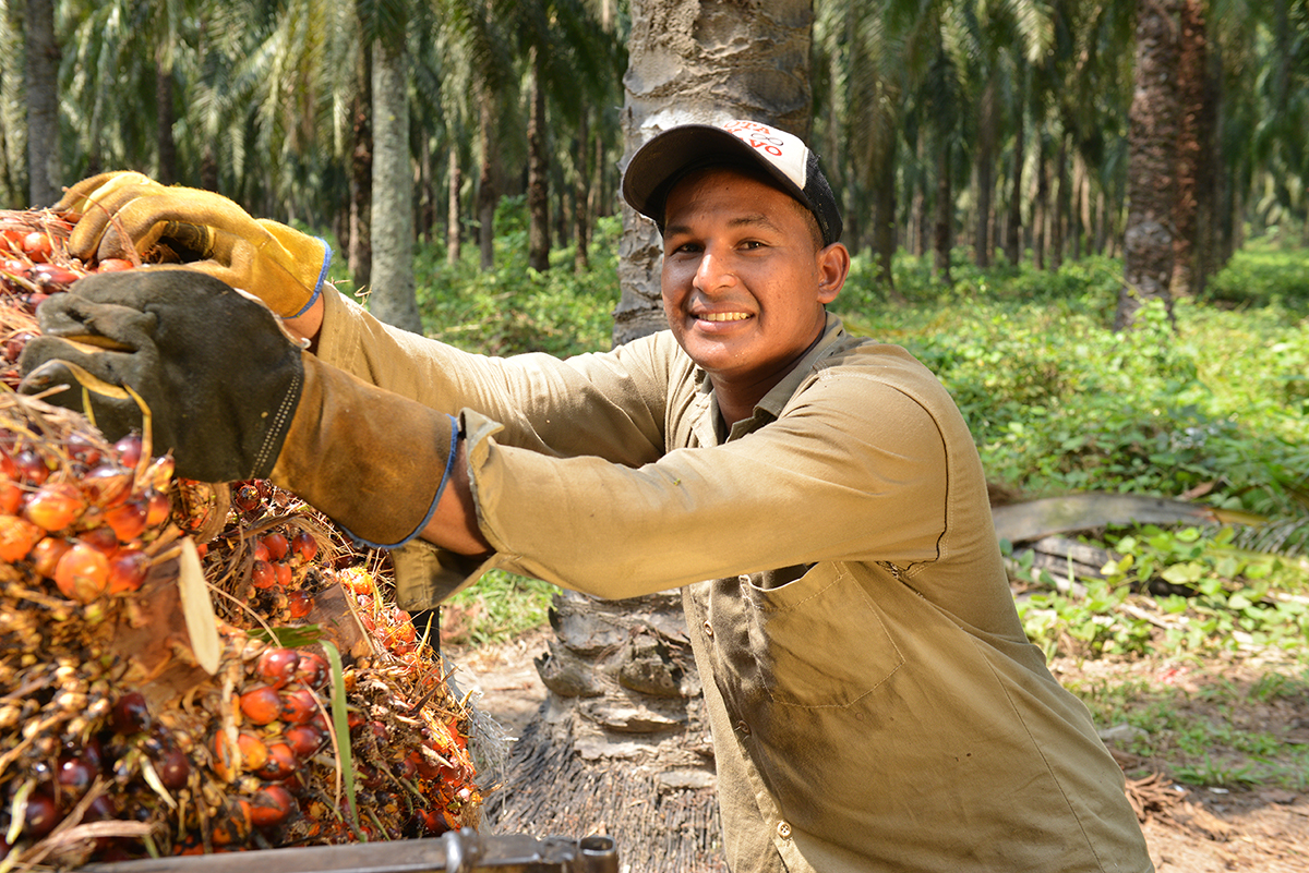 reivindiquemos-la-sostenibilidad-en-palma-solidaridad-sudamerica