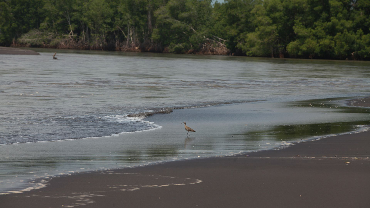 manch&oacute;n guamuchal