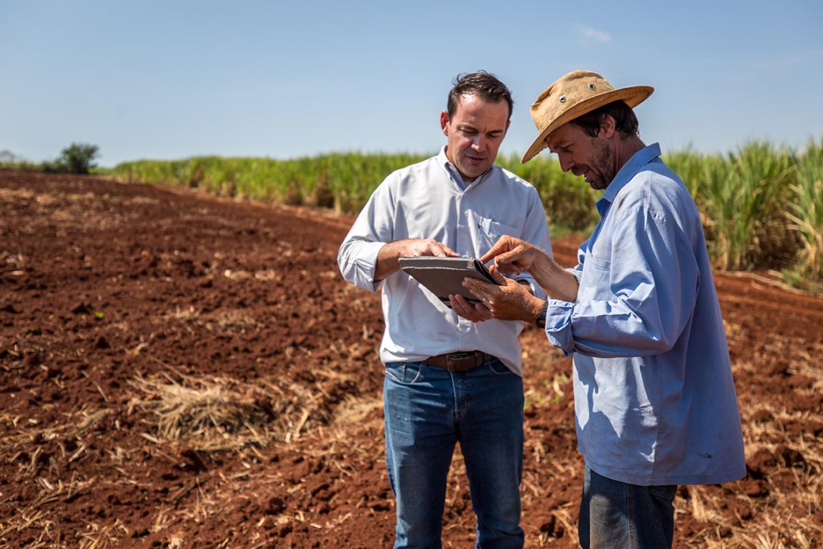caña azúcar productor