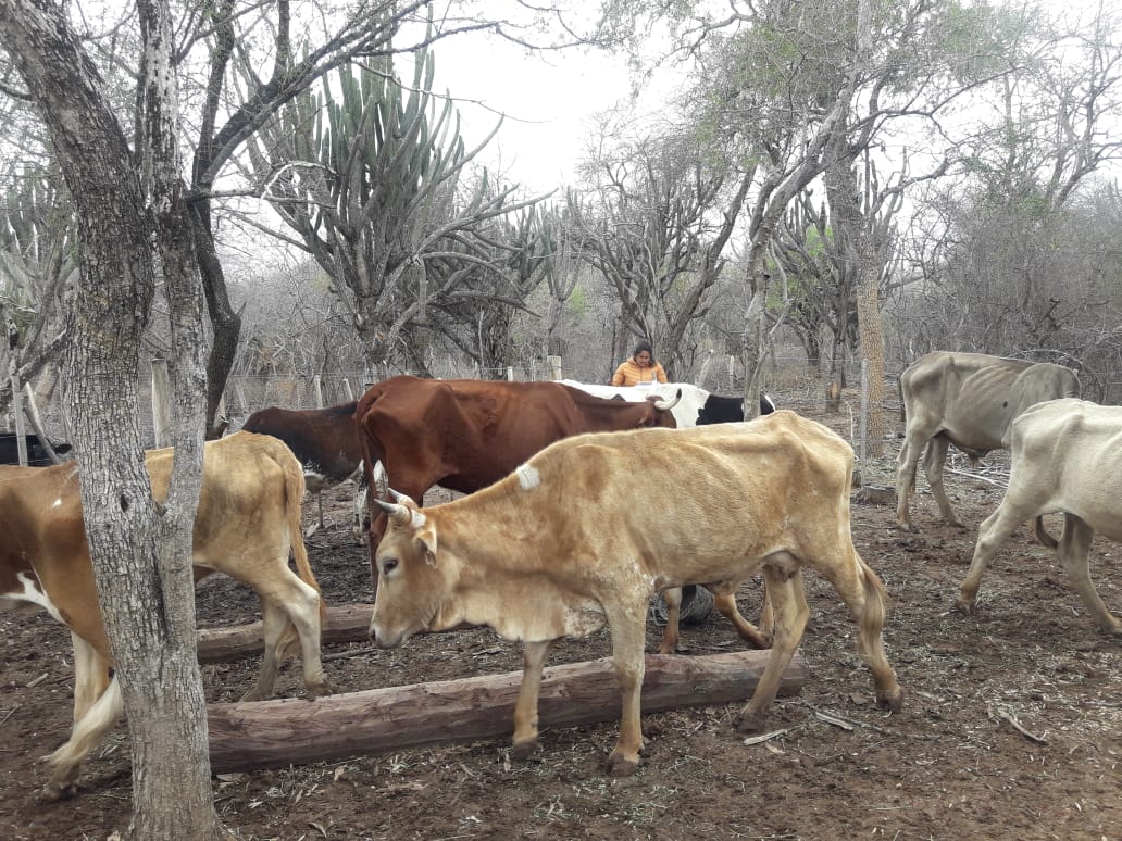 Reba&ntilde;os en Chaco. Solidaridad