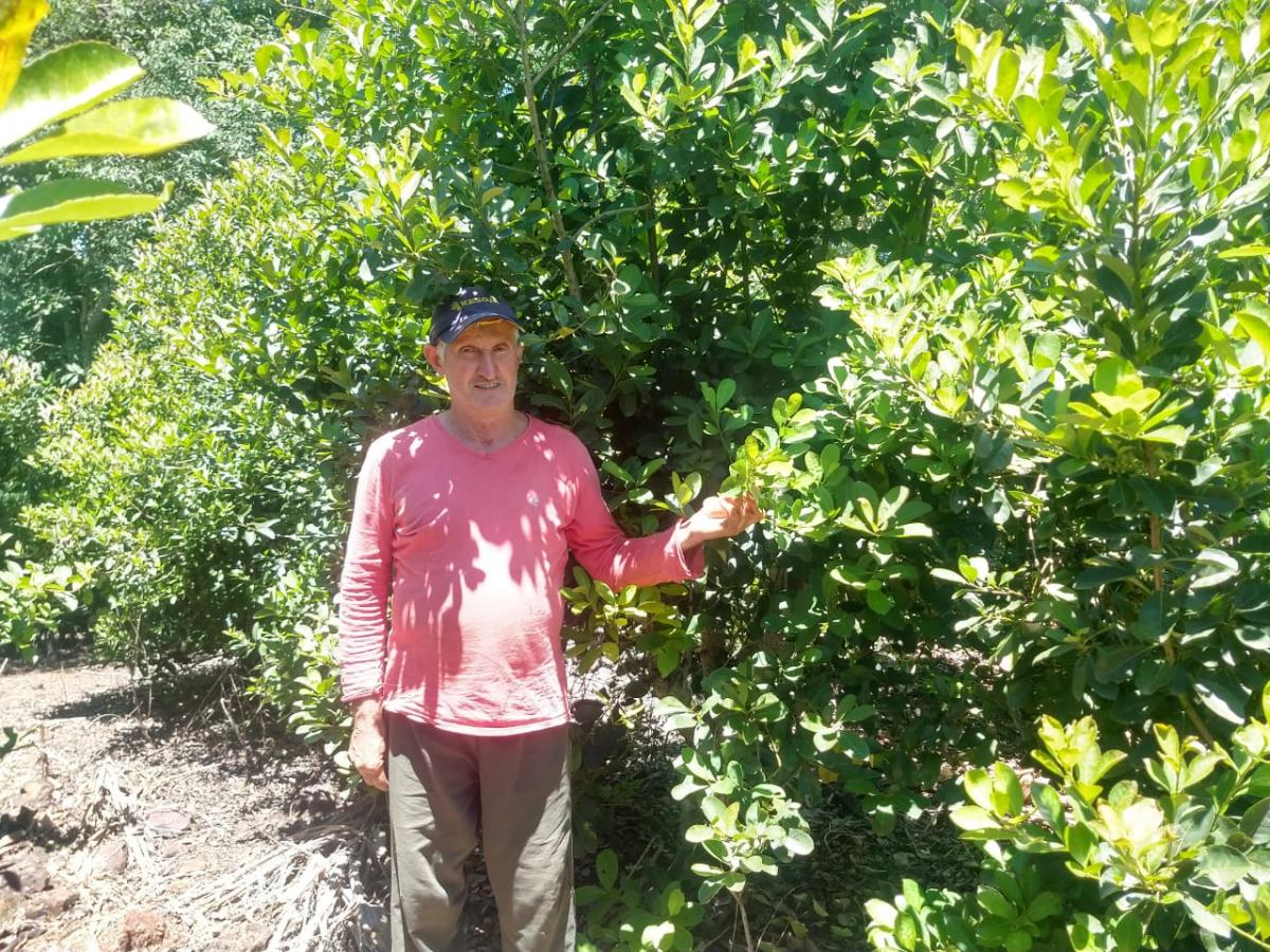 Ambrósio con sus yerbatales. Foto: Moisés Openkoski