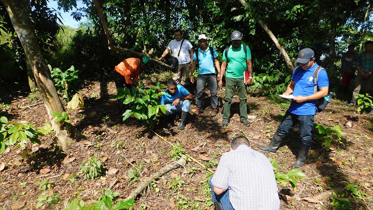 Peque&ntilde;os productores miden la distancia entre plantas durante una visita al campo en Monterosa, Nicaragua, como parte de una capacitaci&oacute;n sobre caf&eacute; robusta.