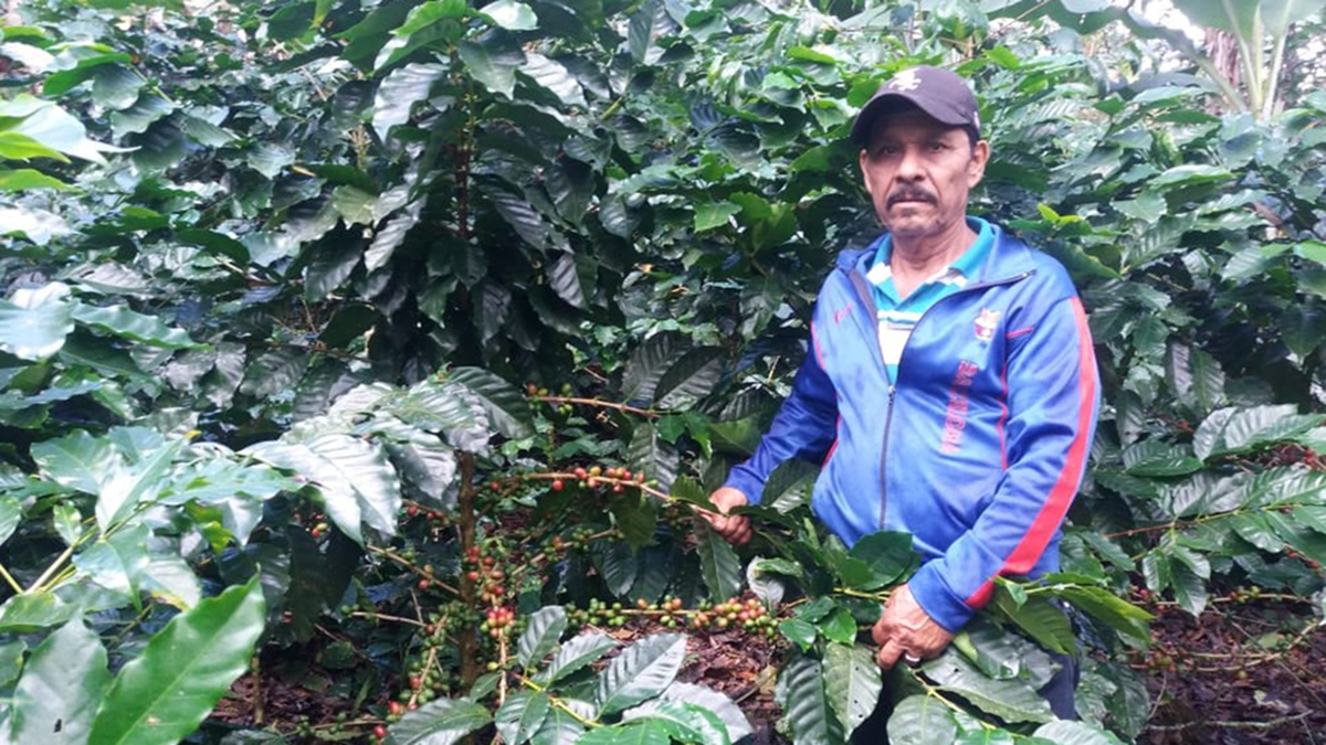 caf-Proyecto-Piloto-Cafe-NI-8