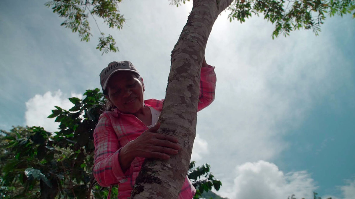 Cafe del Futuro, Solidaridad. Siembra de &aacute;rboles