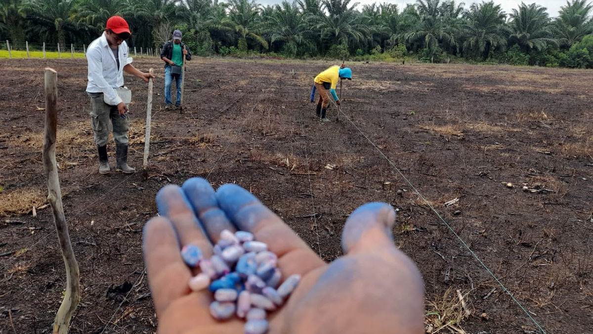 Solidaridad_Guatemala_Eta_Iota_Efraín_Muñoz_Productores_Palma_Palm_Smallholders_Semillas_Seeds_Resilience_Resiliencia_sostenibilidad_Sustainability_Huracan
