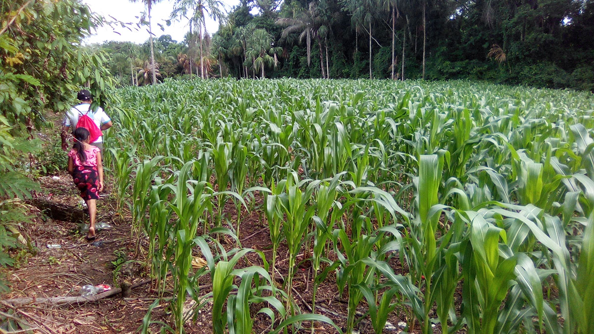 Solidaridad_Guatemala_Eta_Iota_Óscar_Chub_Maíz_Palma_Productor_Smallholder_Palm_Corn_Resiliencia_Resilience_Results_Resultados_Milpa_Asistencia_Assitance