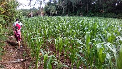 guatemala cultivo maíz