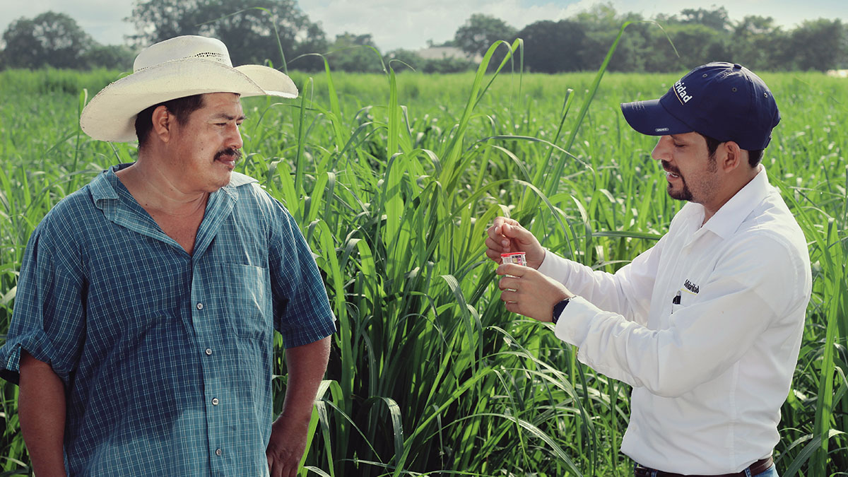 Solidaridad-Sedex-MAS-CAÑA-México-Caña-Azúcar.Productores-Panamericaña-Bayer-Panatelon