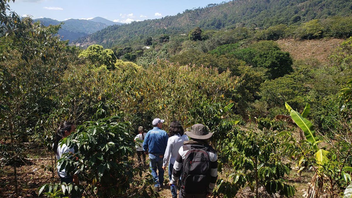 Solidaridad-M&eacute;xico-Caf&eacute;-Agricultura-Regenerativa-Nescaf&eacute;-Nestl&eacute;-Trabajo-Digno-Productores-Chiapas-Guerrero
