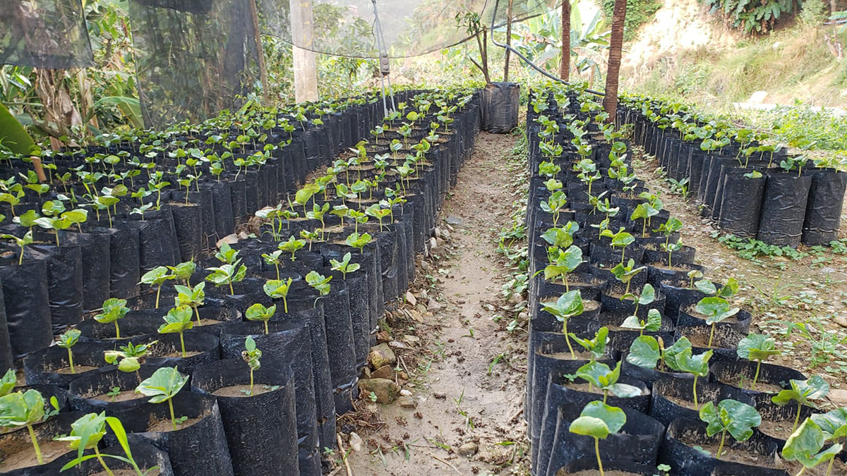 Solidaridad-Nescaf&eacute;-Nestl&eacute;-Caf&eacute;-Agricultura-Regenerativa-Ingreso-Digno