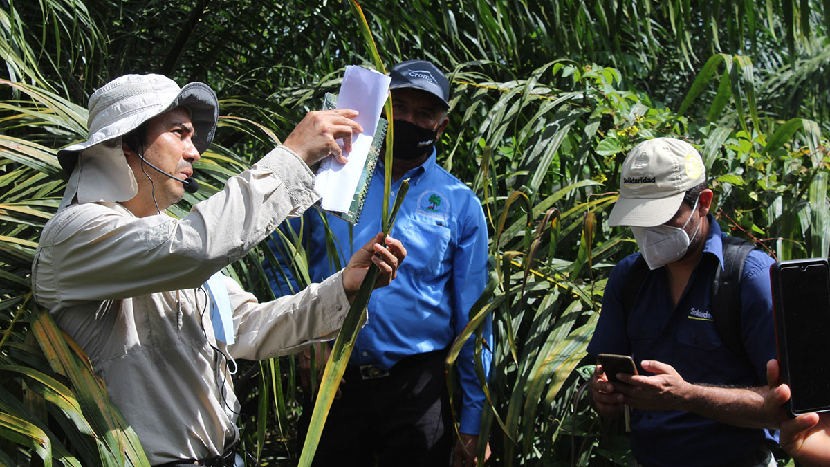 Solidaridad-MAPA-Buenas-Prácticas-Cero-Deforestación-RSPO-Sostenible-Pequeño-Productor-Palma-de-Aceite-Mexico-Nicaragua-Honduras-Guatemala-Centroamérica