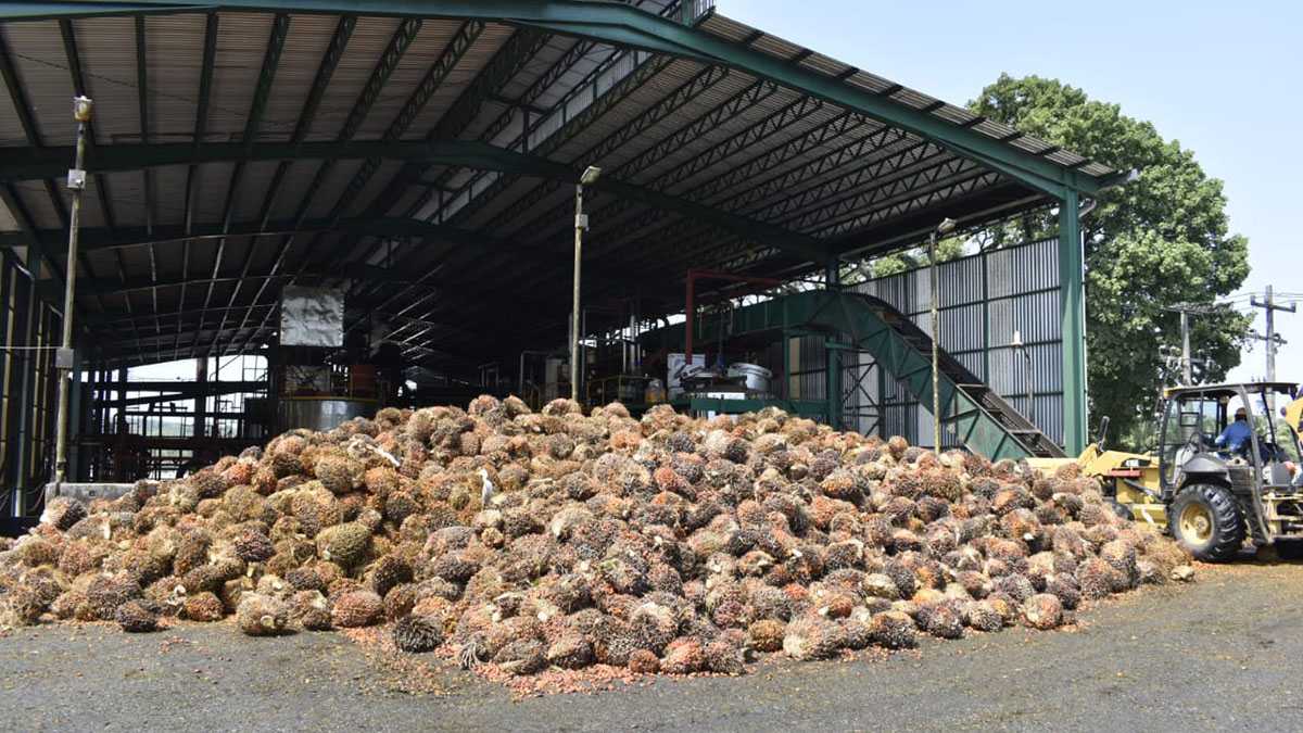 Solidaridad-M&eacute;xico-Palma-Aceite-AKK-Sostenible-Productores