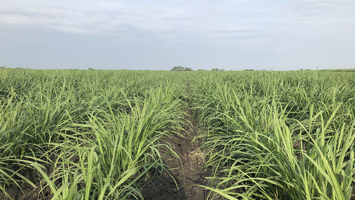 Solidaridad-PanameriCaña-Resultados-México-Centroamérica-Buenas-Prácticas-Diplomados-Bonsucro-Trabajo-Decente-Sostenible-Resiliencia-Productividad