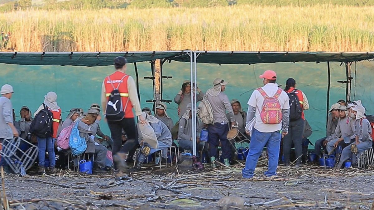 Solidaridad-Trabajo-Decente-Honduras-Palma-de-Aceite-Productores
