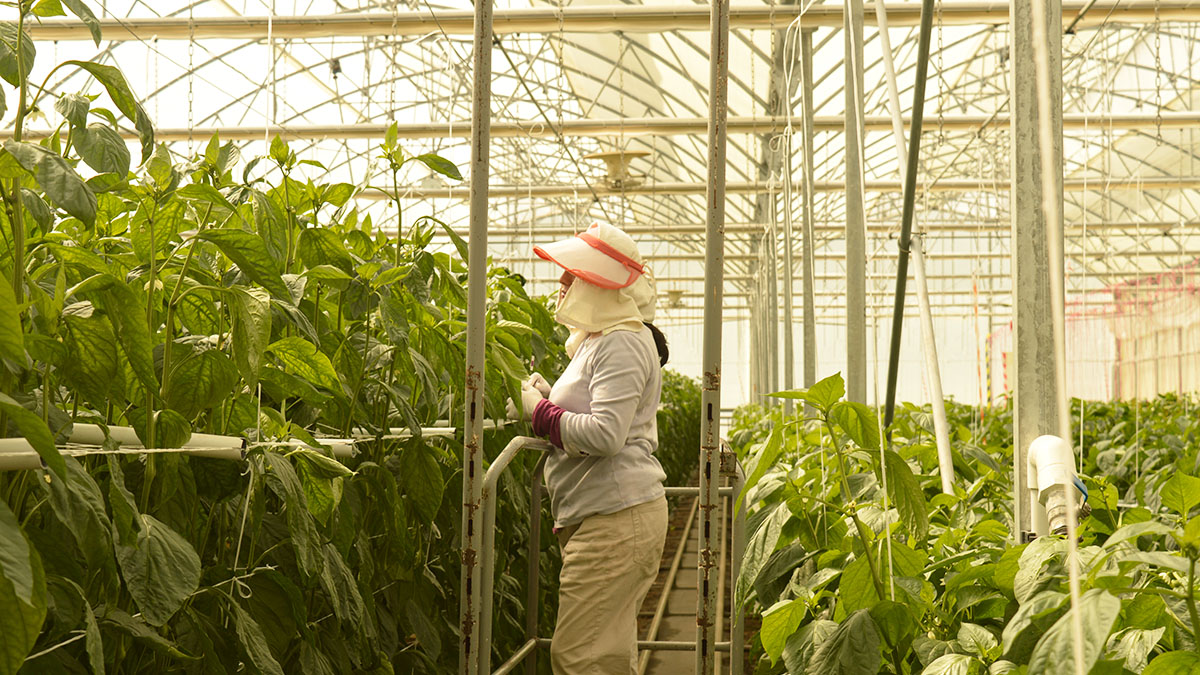 Solidaridad-Syngenta-Guatemala-Honduras-Trabajo-Decente-Fair-Labor