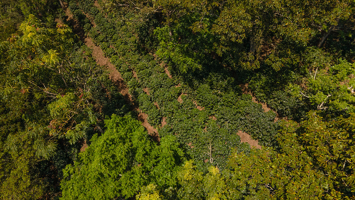 Solidaridad-Grecia-Café-Sostenibilidad-Agroforestales