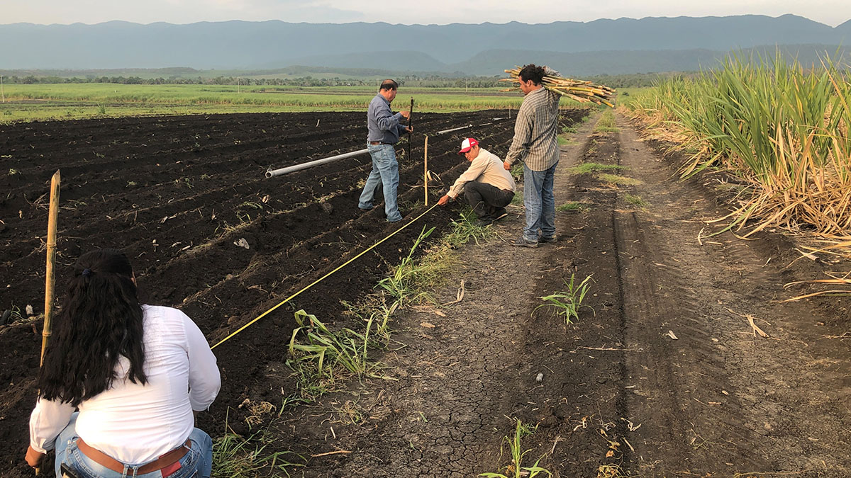 Solidaridad-PanameriCaña-Caña-de-Azúcar-Resultados-Protocolos-Diplomados-Sostenible-Pequeños-Productores