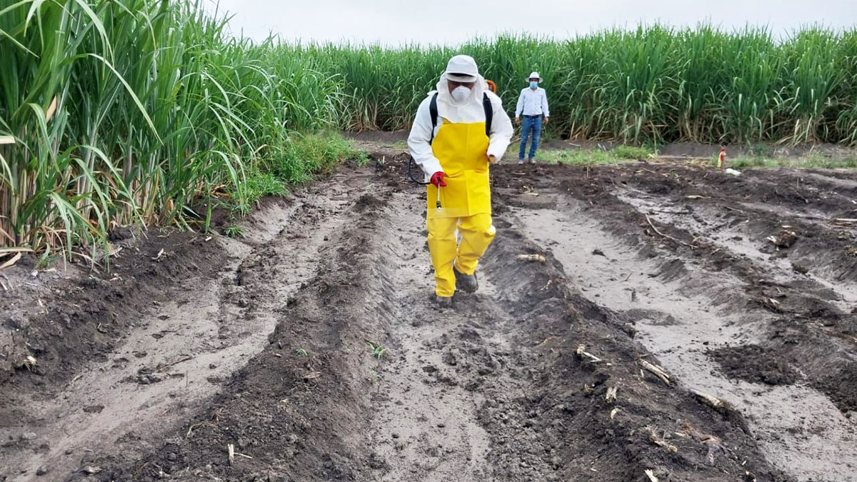 Solidaridad-Henry-Avedaño-Productores-Caña