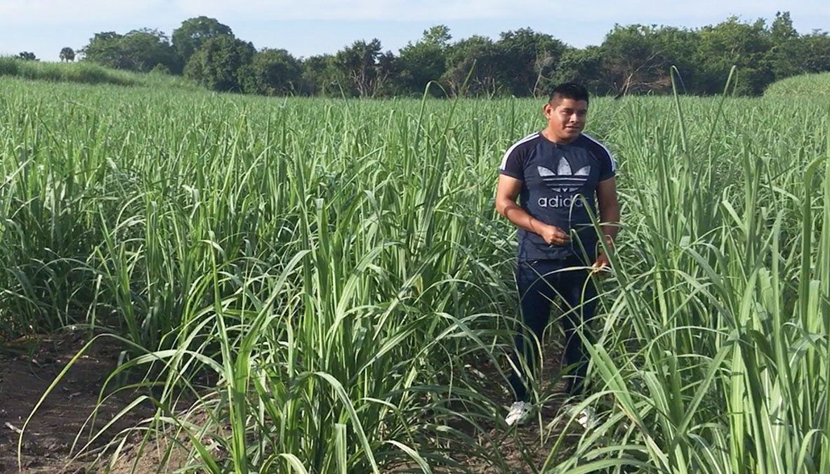 Solidaridad-Henry-MAS-CAÑA-México-Noriega