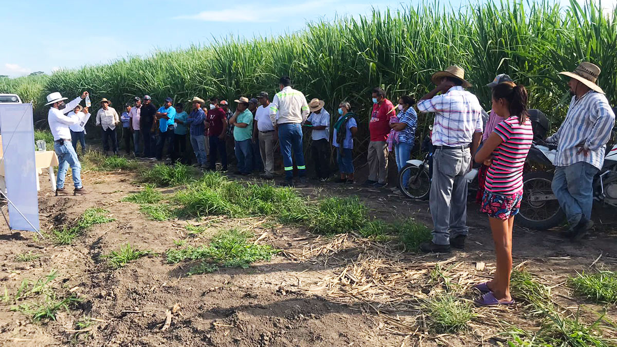 Solidaridad-Productores-Caña-Henry