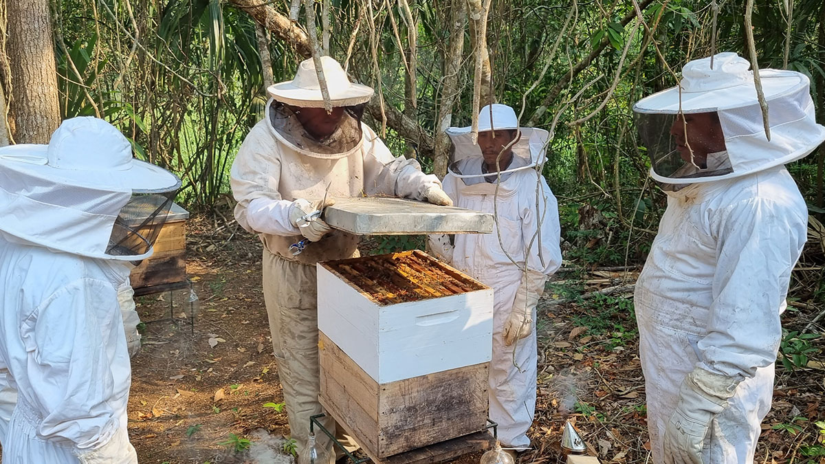 Solidaridad-Remediación-Compensación-Apicultura-Guatemala