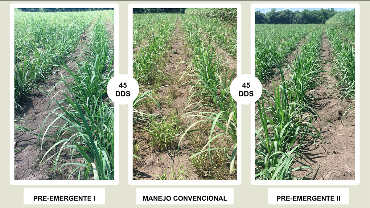 Solidaridad-pre-emergente-HEnry