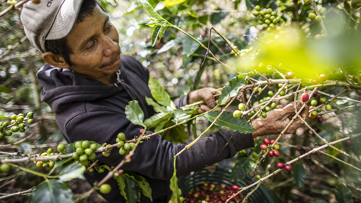 Bar&oacute;metro del Caf&eacute; 2023. La Industria debe invertir en sus cadenas de suministro en regiones de riesgo