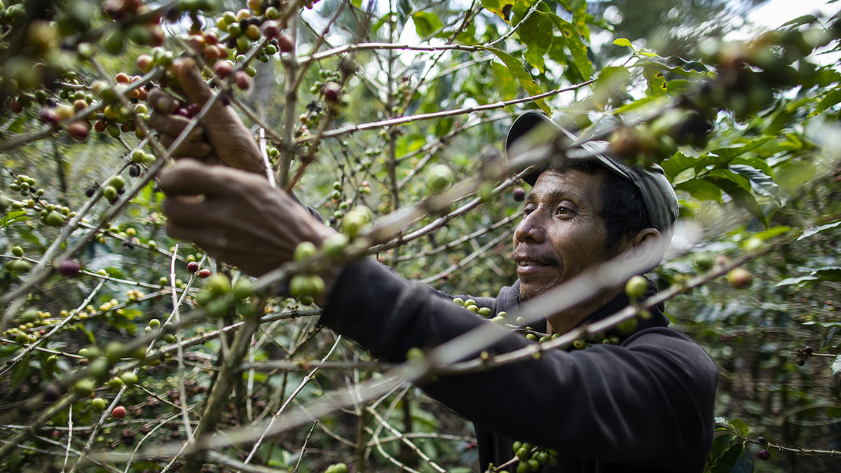 Solidaridad-GEIDI-Sostenible-Guatemala-Asoseoramiento