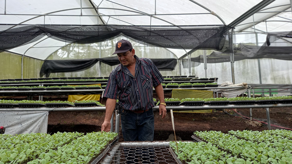 Solidaridad-Guatemala-GEDI-Productores-PEC-OEA