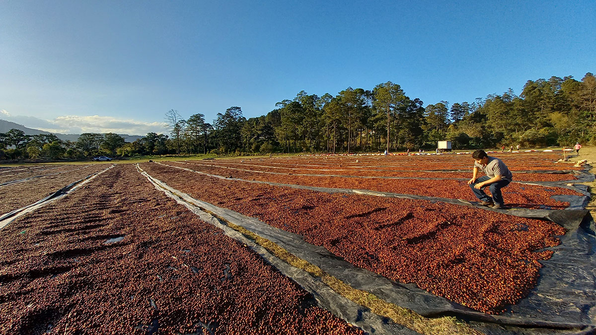 Solidaridad-Guatemala-Productores-GEDI-Sostenible-Proyecto