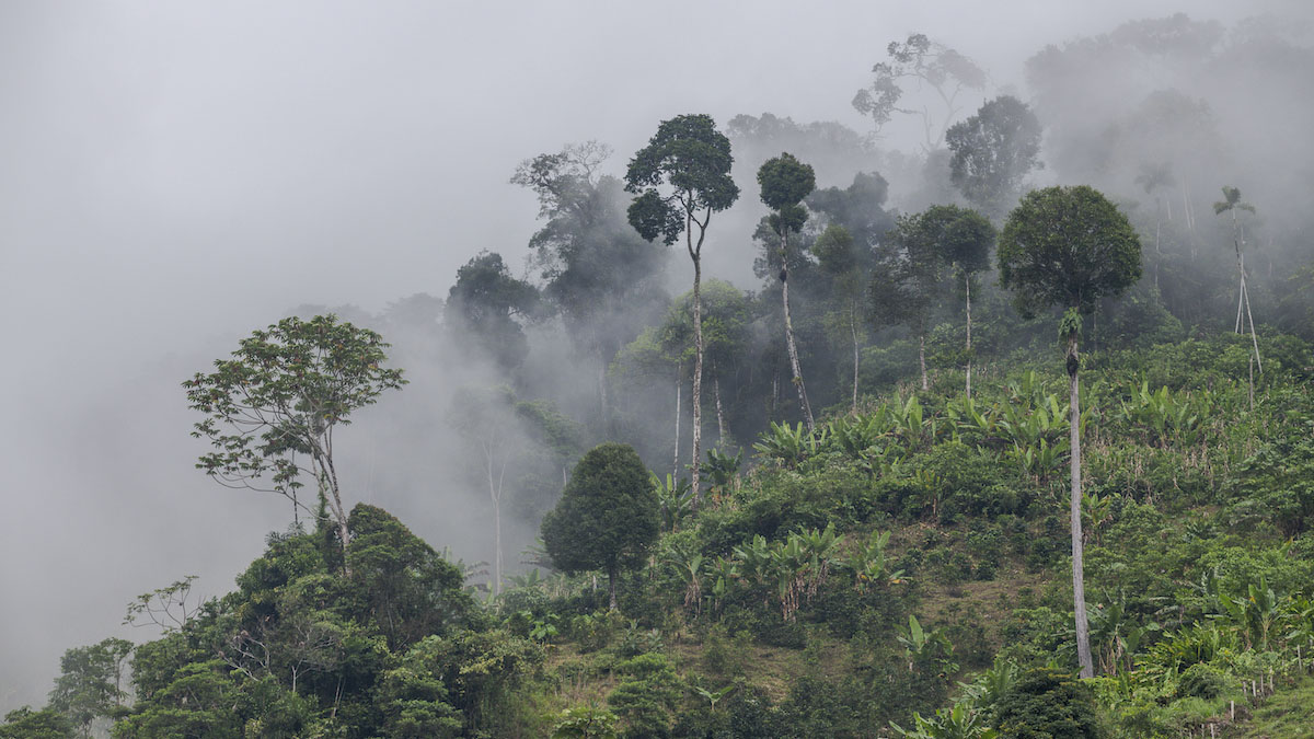 Solidaridad-mercados-carbono-latam-2023-créditos