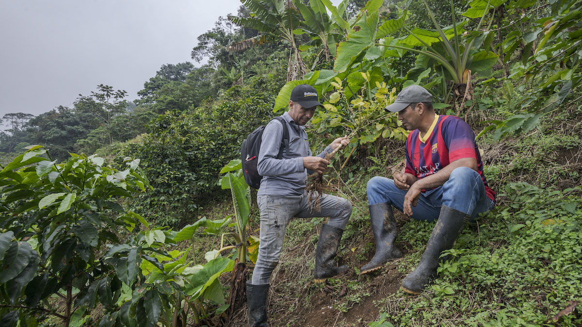 Solidaridad-mercados-carbono-latinoamérica-2023