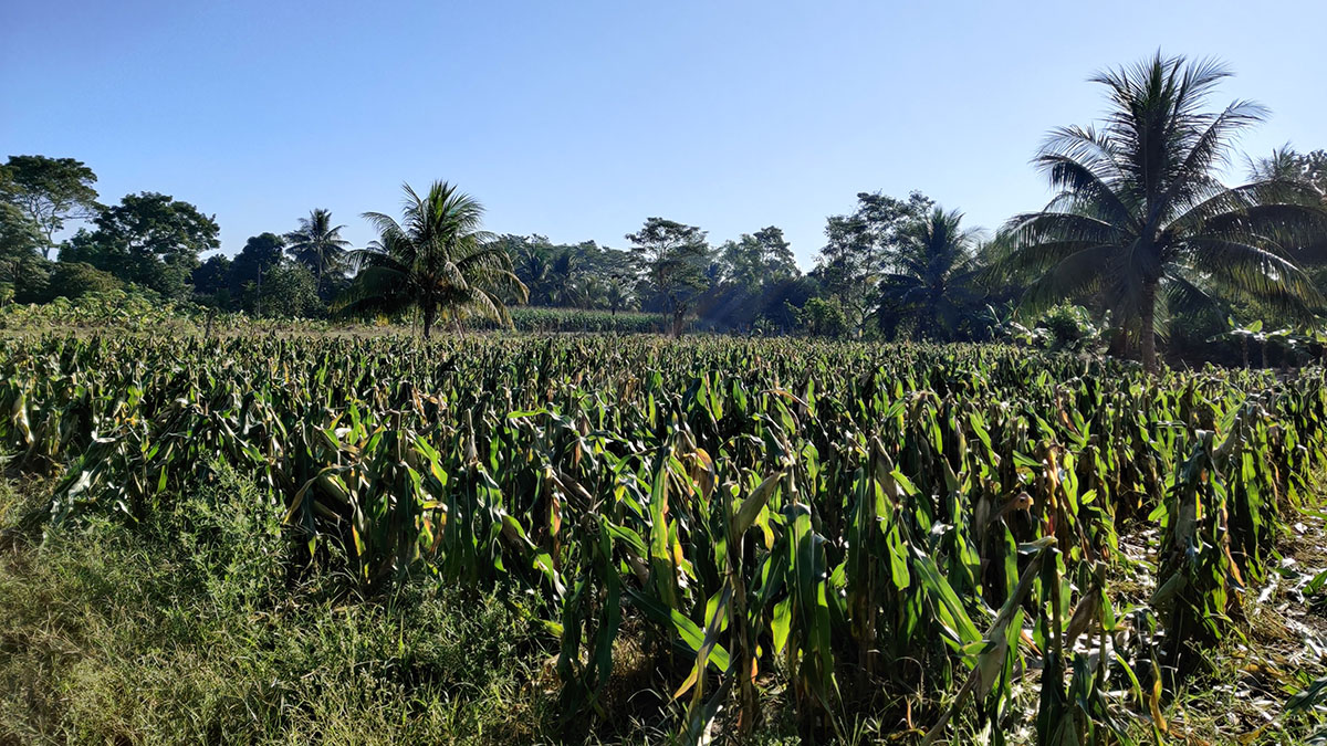 Solidaridad-Rainforest-Alliance-Guatemala-Caso-Estudio-Manglar