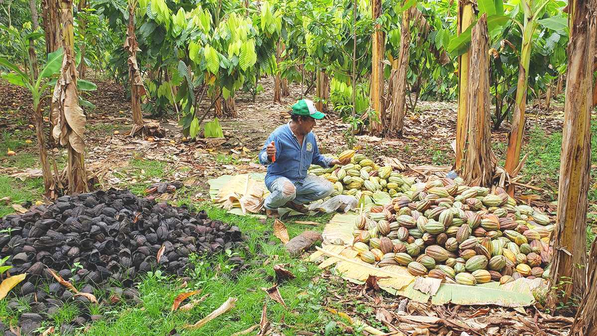 Solidaridad-Palma-México-Aceite-Productor-Rafael-Agustin-Productor