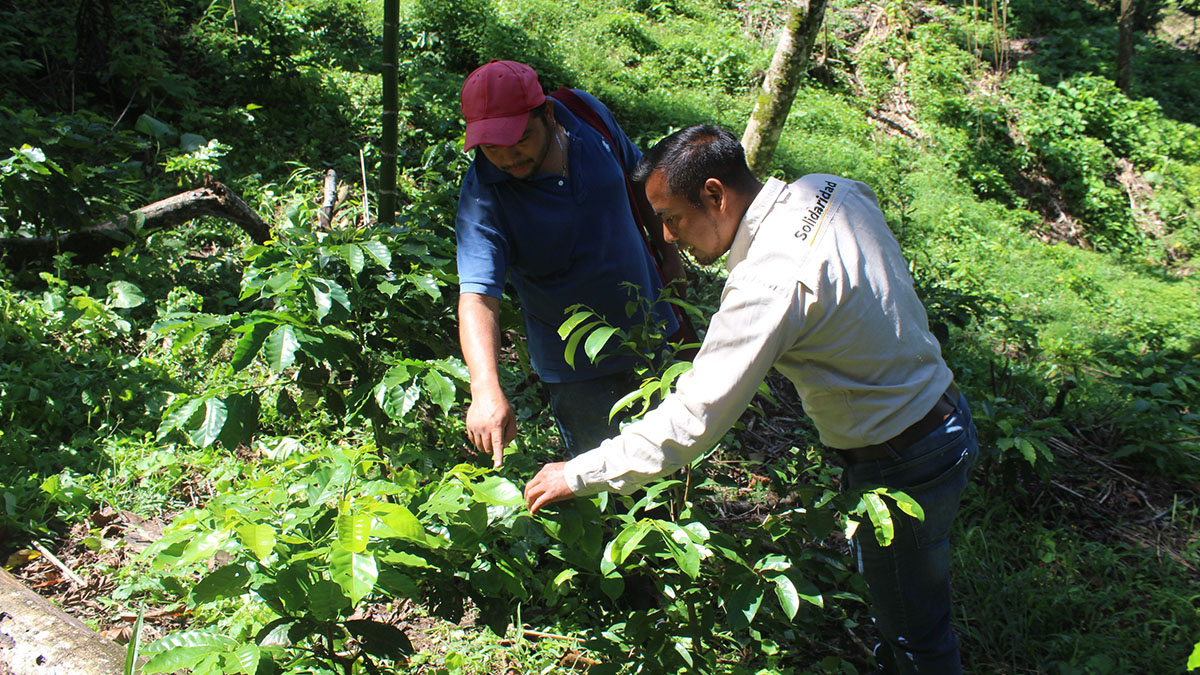 Solidaridad-México-Javier-Anaya-Café-Asistencia-Técnica-Relevante