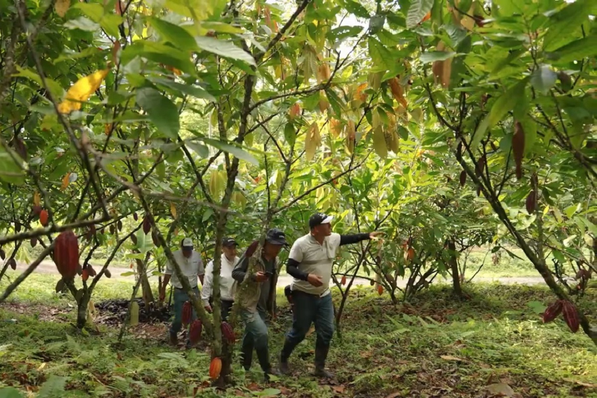Finca Alto Sano As&oacute;mbrate