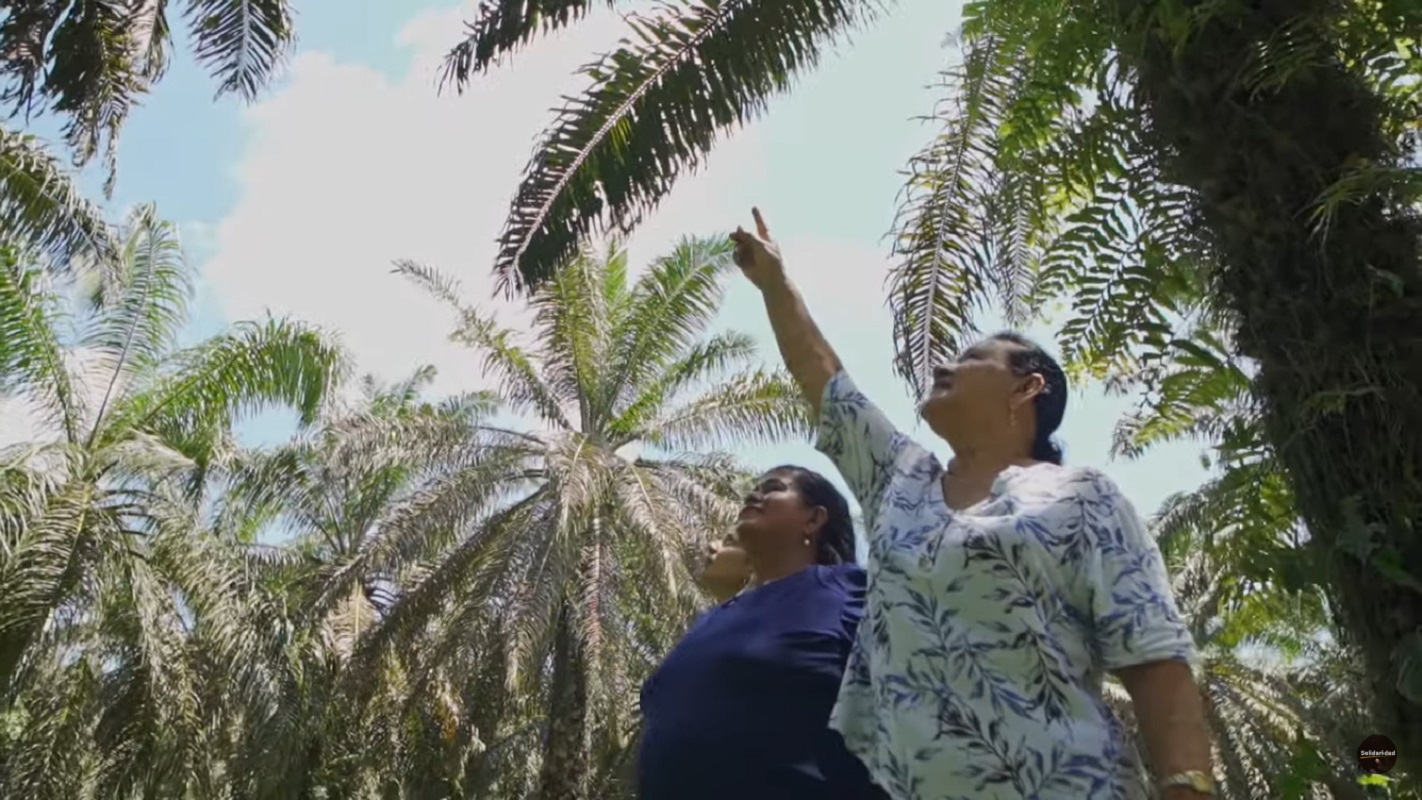 Palma Cesar 4 Palma de aceite Cesar