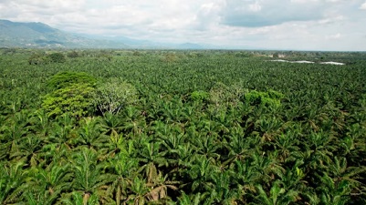 Certificación RSPO, palmicultores Cesar