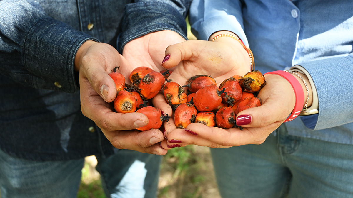 Solidaridad-Palma-Aceite-Sostenibilidad-Productores-AAK-2024-Acuero-RSPO-Certificación (1)