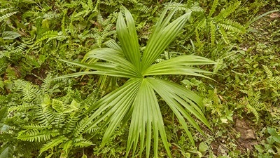 Acuerdo Cero Deforestación Detalle