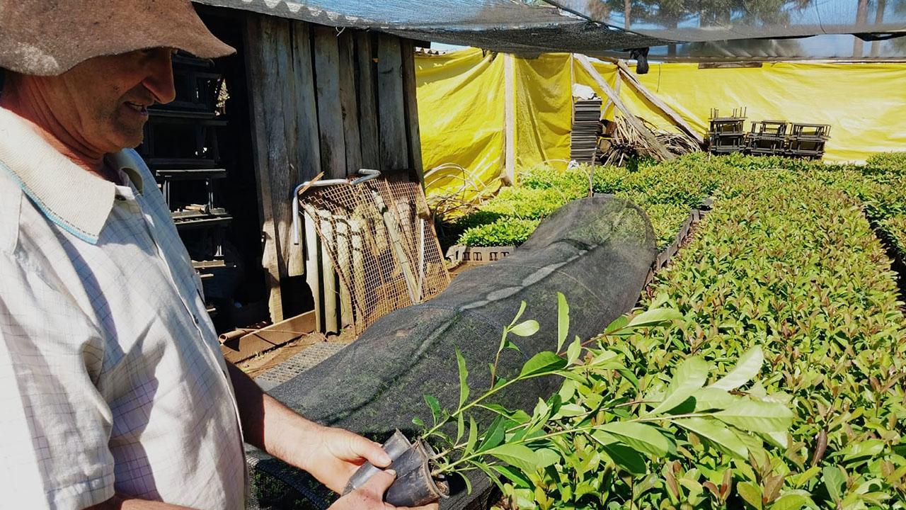 Yerba Mate en sistemas agroforestales, Brasil