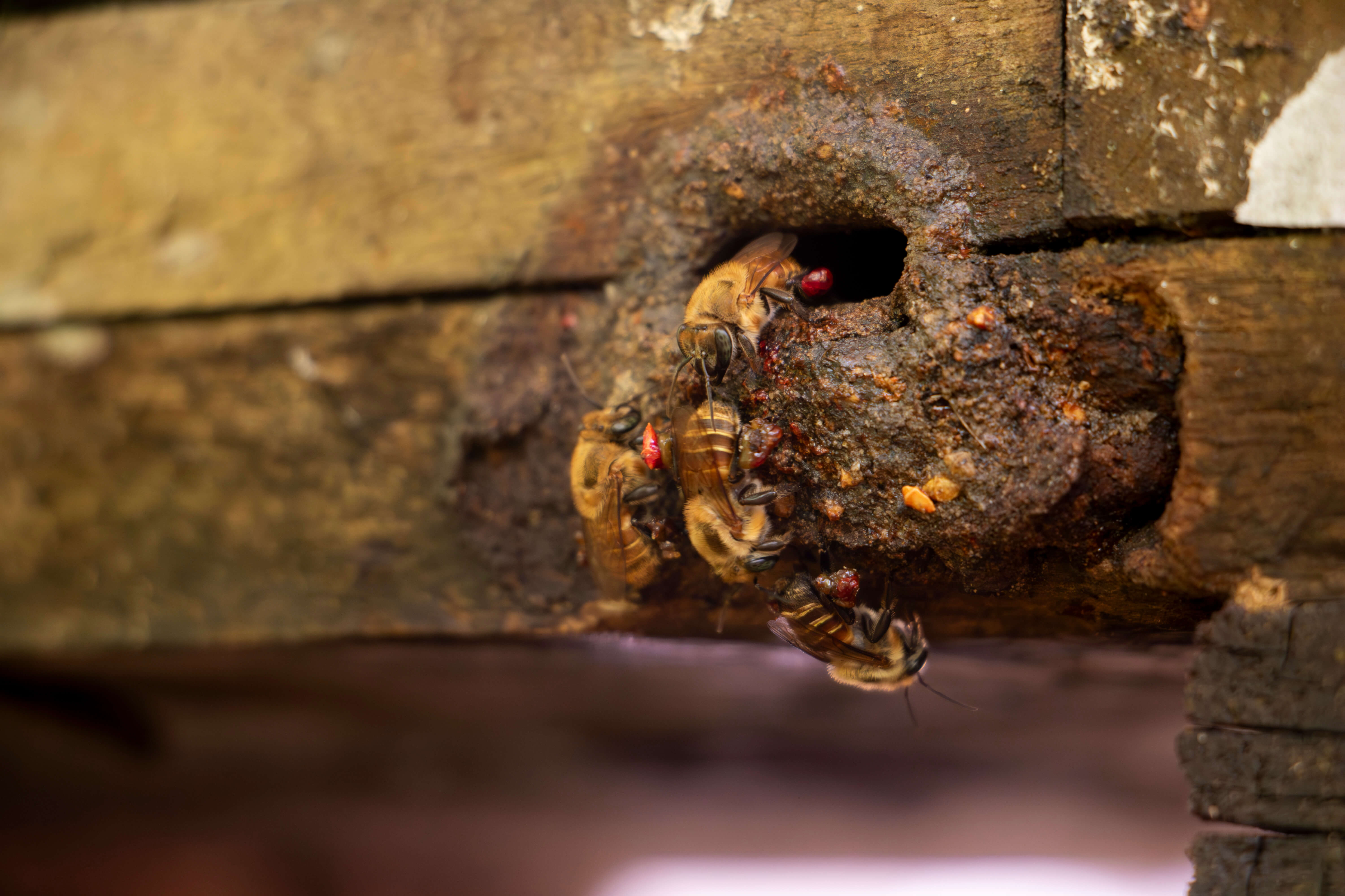 _MG_9514-Mejorado-NR (1)