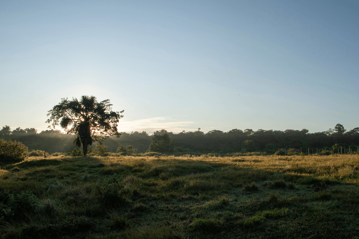 plantilla wordpress cuerpo