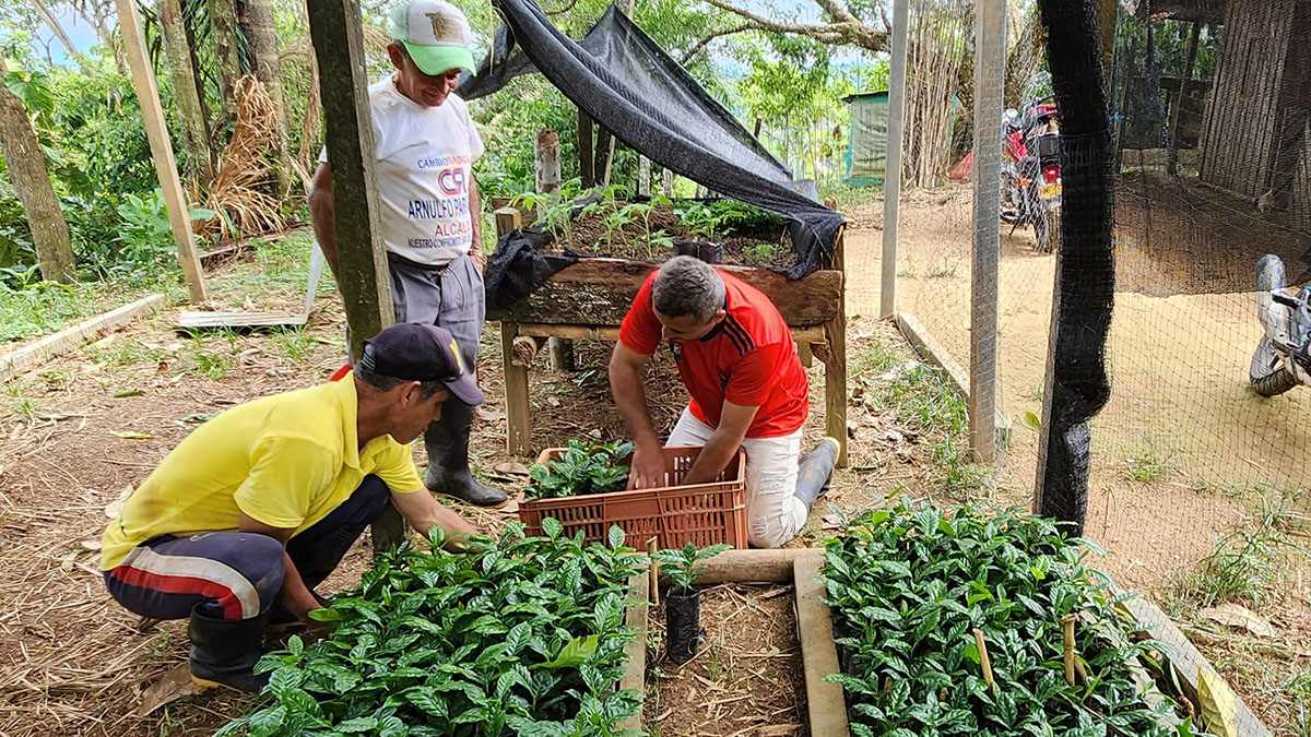 Amazonia Connect, Fidel, Colombia, coffee seedlings Fidel