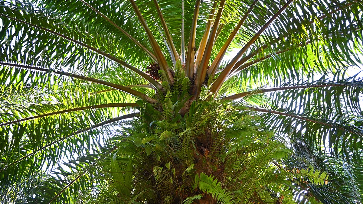 Solidaridad-Mexico-Palma-Aceite-2025