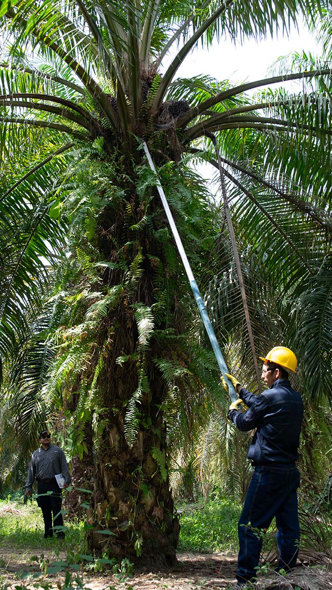 Foto_ Colombia, Jimmy Ortiz, trabajador palmicultor, realiza labores de mantenimiento y cosecha en una palma de aceite. Calculadora App Ecopalma