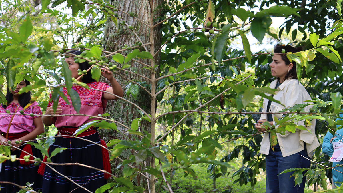 Mujeres-Finca-Café-Bean-Voyage