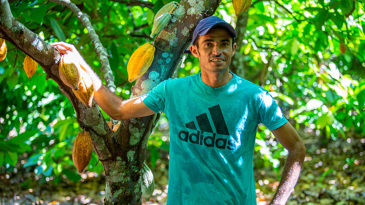 COP30---Gestión-de-Bosques---Agroforesteria,-Brasil COP30 - Gestión de Bosques, Agroforesteria, Brasil